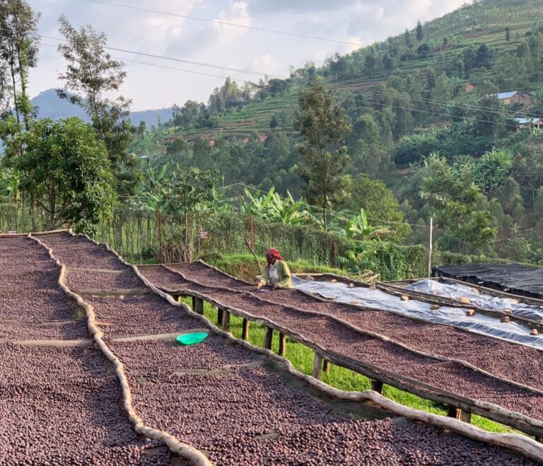 A person sits near rows of coffee beans drying on raised beds outdoors, surrounded by lush green hills, trees, and a cloudy sky in the background.